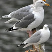Glaucous-winged Gull